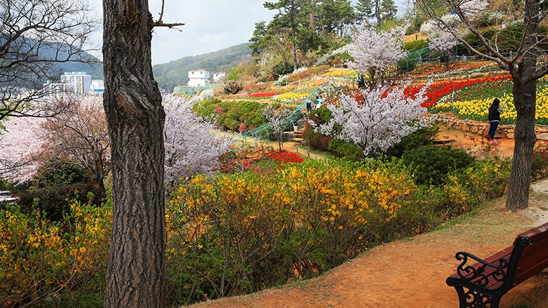장승포항 바다와 벚꽃이 만나는 곳, 포포로드