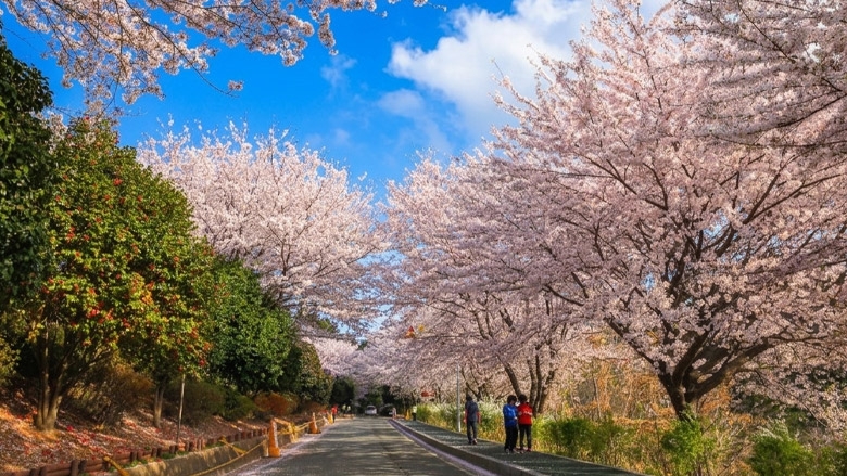 장승포항 바다와 벚꽃이 만나는 곳, 포포로드