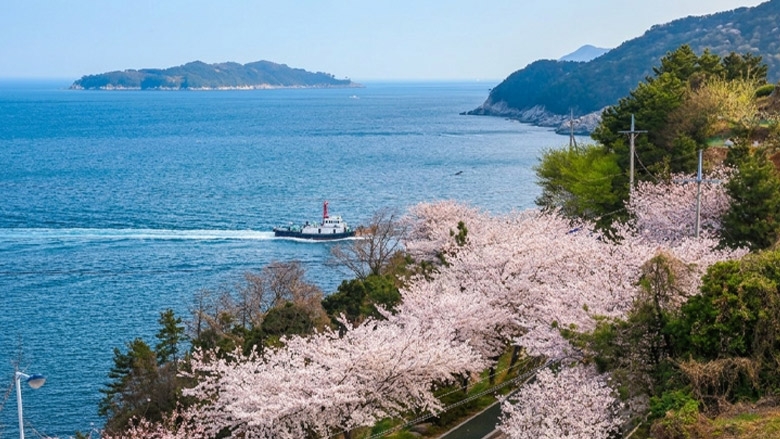 장승포항 바다와 벚꽃이 만나는 곳, 포포로드