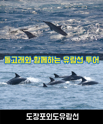 도장포유람선에서 이용하시면 돌고래(상괭이) 관람은 보너스