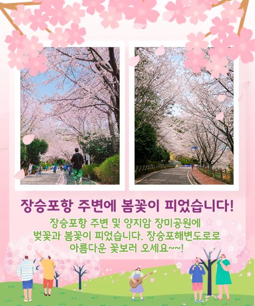 장승포항 바다와 벚꽃이 만나는 곳, 포포로드