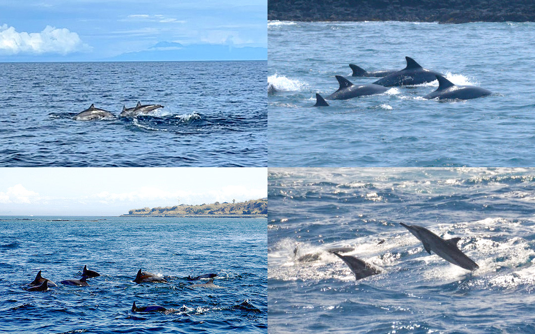 도장포유람선에서 이용하시면<br>돌고래(상괭이) 관람은 보너스