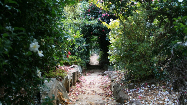 동백나무 터널 길