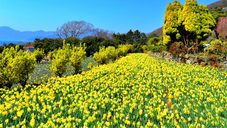 샛노란 수선화 정원