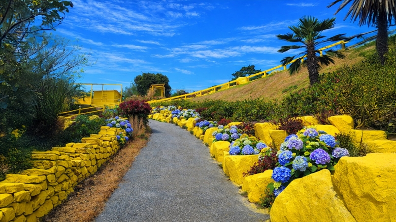 노랑색 사이에 핀 수국