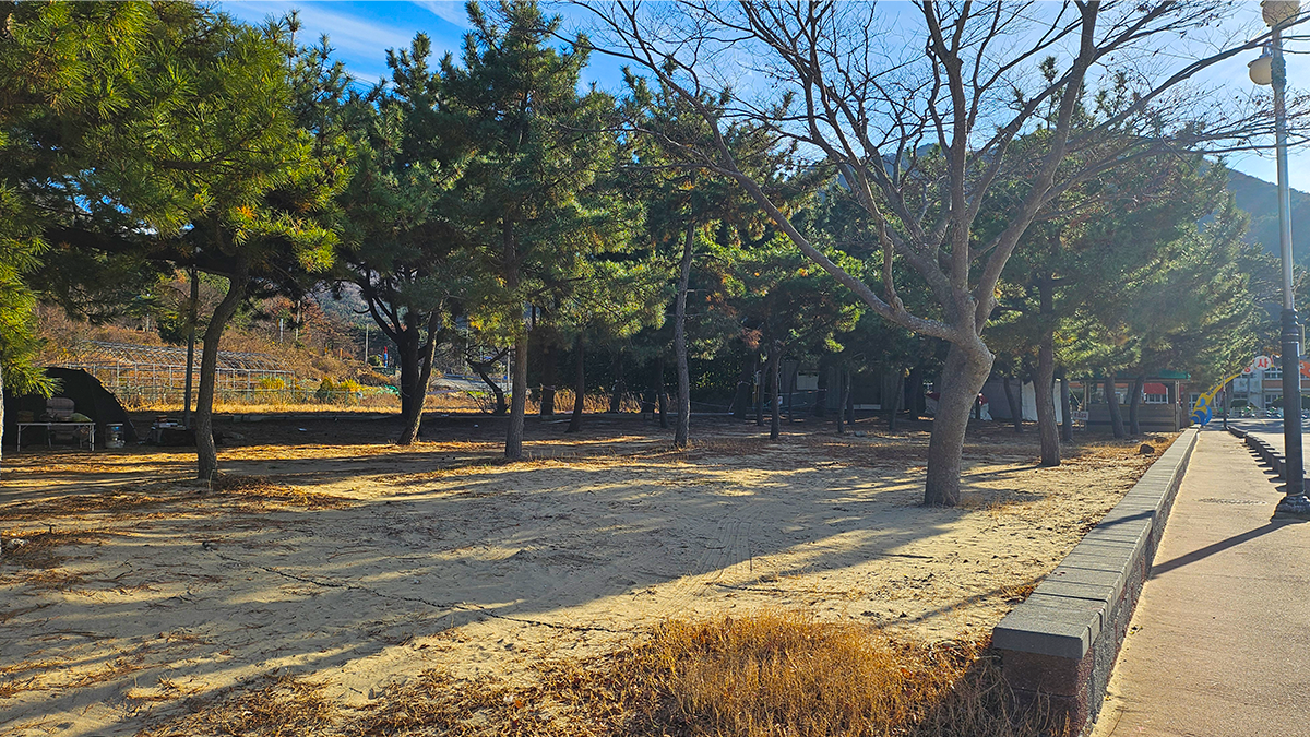 명사 천년 노송 