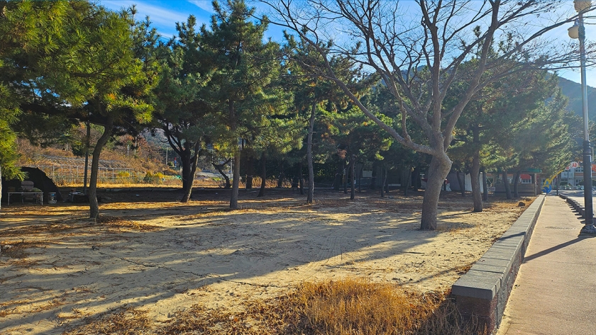 명사 천년 노송 캠핑