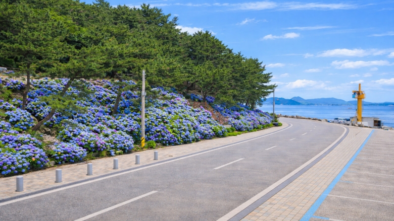 저구항 수국동산