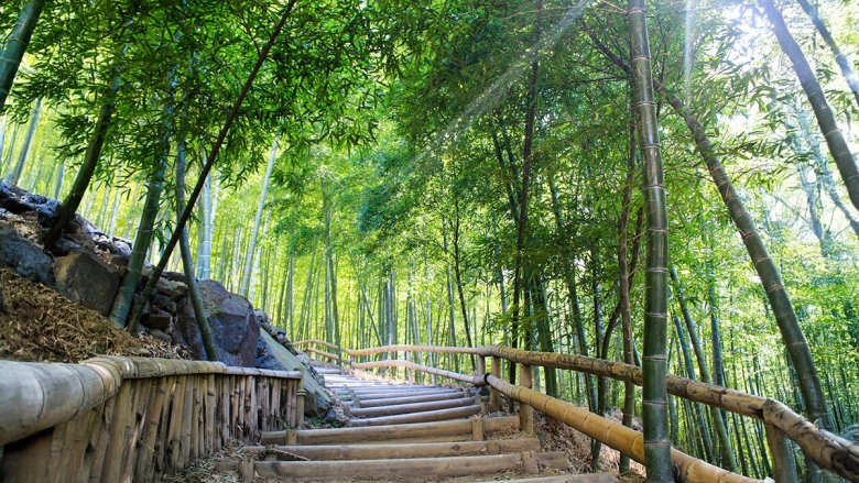 맹종죽 숲 산책