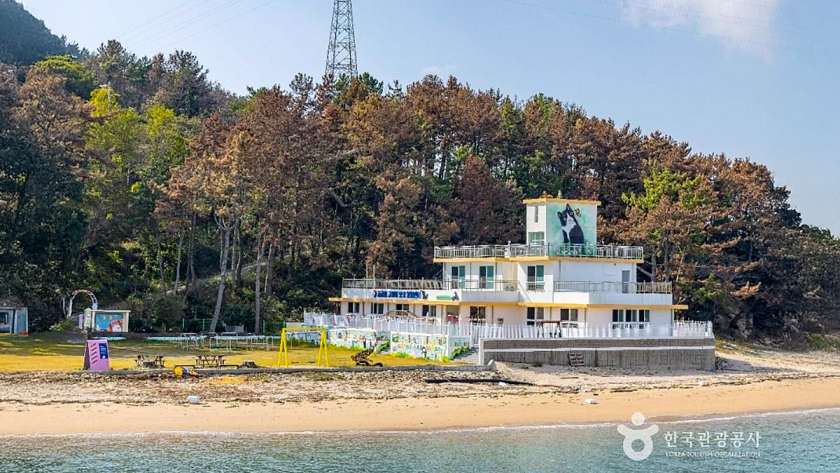 대한민국 최초의 고양이 학교