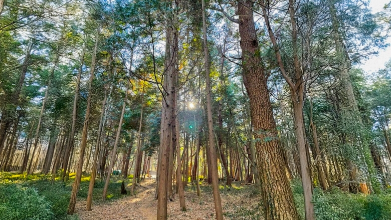 도솔암 산책